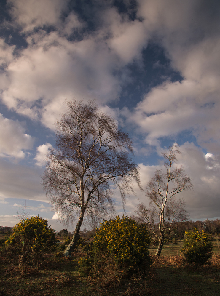 Spring Silver Birch and Clouds,  Furzley Common